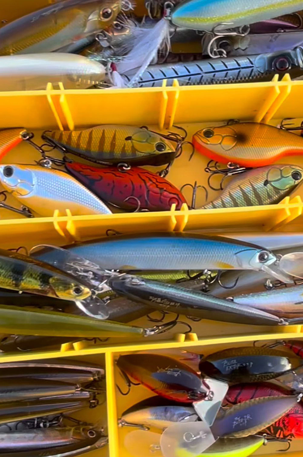 catégorie poissons nageurs